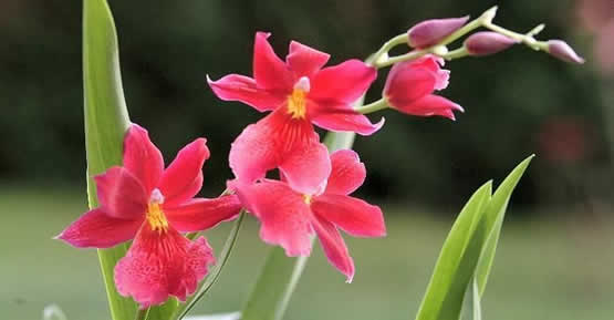 orchidee cambria